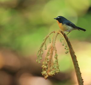 Snowy-browed Flycatcher, 棕胸蓝姬鹟, Ficedula hyperythra-gallery-