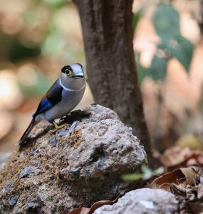 Silver-breasted Broadbilll, 银胸丝冠鸟, Serilophus lunatus-gallery-