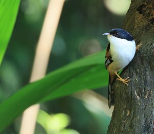 Rufous-backed Sibia, 栗背奇鹛, Leioptila annectens-gallery-