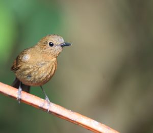 White-tailed Robin, 白尾蓝地鸲, Myiomela leucura-gallery-