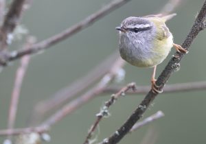 Ashy-throated Warbler, 灰喉柳莺, Phylloscopus maculipennis-gallery-