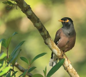 Common Myna, 家八哥, Acridotheres tristis-gallery-