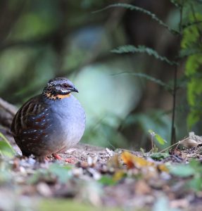 Rufous-throated Partridge, 红喉山鹧鸪, Arborophila rufogularis-gallery-