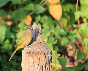 Flavescent Bulbul, 黄绿鹎, Pycnonotus flavescens-gallery-