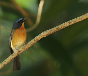 Hill Blue Flycatcher, 山蓝仙鹟, Cyornis banyumas-gallery-