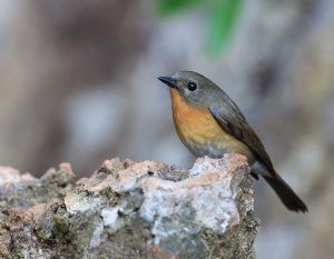 Hill Blue Flycatcher, 山蓝仙鹟, Cyornis whitei-gallery-