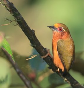 White-browed Piculet, 白眉棕啄木鸟, Sasia ochracea-gallery-