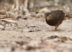 Green-legged Partridge, 绿脚树鹧鸪, Tropicoperdix chloropus-gallery-