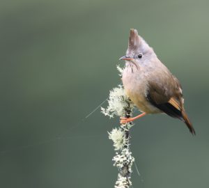 Stripe-throated Yuhina, 纹喉风鹛, Yuhina gularis-gallery-