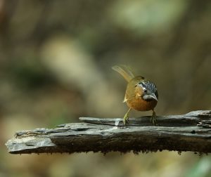 Grey-throated Babbler, 黑头穗鹛, Stachyris nigriceps-gallery-