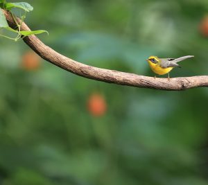 Yellow-bellied Fantail, 黄腹扇尾鹟, Chelidorhynx hypoxanthus-gallery-