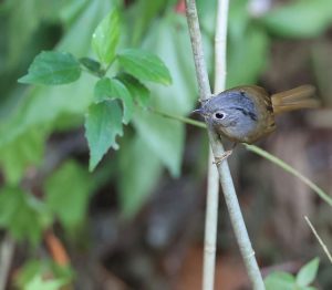 Yunnan Fulvetta, 云南雀鹛, Alcippe fratercula-gallery-