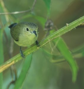 Plain Flowerpecker, 纯色啄花鸟, Dicaeum minullum-gallery-