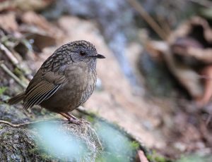 Streaked Wren-Babbler, 短尾鹪鹛, Napothera brevicaudata-gallery-