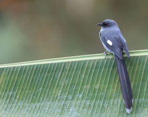 Long-tailed Sibia, 长尾奇鹛, Heterophasia picaoides-gallery-