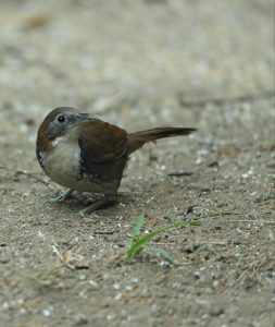 Large Scimitar Babbler, 长嘴钩嘴鹛, Pomatorhinus hypoleucos-gallery-