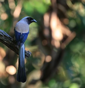 Grey Treepie, 灰树鹊, Dendrocitta formosae-gallery-