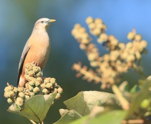 Chestnut-tailed Starling, 灰头椋鸟, Sturnia malabarica-gallery-