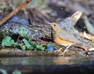 Grey-backed Thrush, 灰背鸫, Turdus hortulorum-gallery-