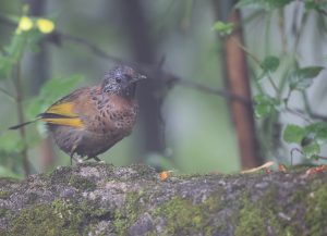 Chestnut-crowned Laughingthrush, 红头噪鹛, Trochalopteron erythrocephalum-gallery-