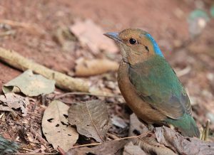 Blue-naped Pitta, 蓝枕八色鸫, Hydrornis nipalensis-gallery-