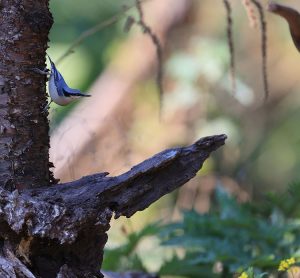 Chestnut-vented Nuthatch, 栗臀鳾, Sitta nagaensis-gallery-