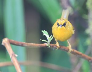 Golden Babbler, 金头穗鹛, Stachyridopsis chrysaea-gallery-