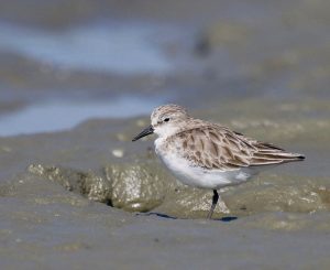 Red-necked Stint, 红颈滨鹬, Calidris ruficollis-gallery-