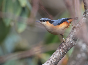 White-tailed Nuthatch, 白尾?, Sitta himalayensis-gallery-