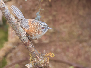 Bar-winged Wren-Babbler, 斑翅鹩鹛, Spelaeornis troglodytoides-gallery-