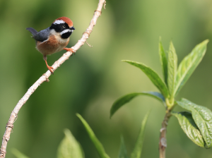 Black-throated Bushtit, 红头长尾山雀, Aegithalos concinnus-gallery-