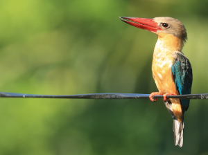 Stork-billed Kingfisher, 鹳嘴翡翠, Pelargopsis capensis-gallery-