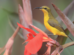 Olive-backed Sunbird, 黄腹花蜜鸟, Cinnyris jugularis-gallery-