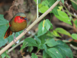 Scarlet-faced Liocichla, 红翅薮鹛, Liocichla ripponi-gallery-