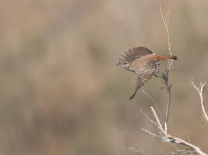 Rufous-tailed Scrub Robin, 棕薮鸲, Cercotrichas galactotes-gallery-