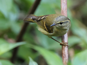 Buff-barred Warbler, 橙斑翅柳莺, Phylloscopus pulcher-gallery-