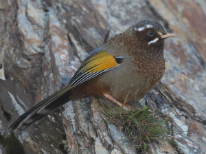 White-whiskered Laughingthrush, 玉山噪鹛, Trochalopteron morrisonianum-gallery-