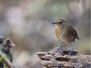 Lesser Shortwing, 白喉短翅鸫, Brachypteryx leucophris-gallery-