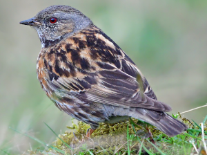 Altai Accentor, 高原岩鹨, Prunella himalayana-gallery-