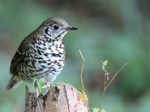 Long-tailed Thrush, 长尾地鸫, Zoothera dixoni-gallery-