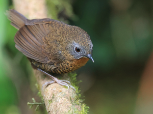 Rufous-throated Wren-Babbler, 短尾鹩鹛, Spelaeornis caudatus-gallery-