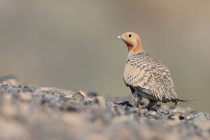 Pallas’s Sandgrouse, 毛腿沙鸡, Syrrhaptes paradoxus-gallery-