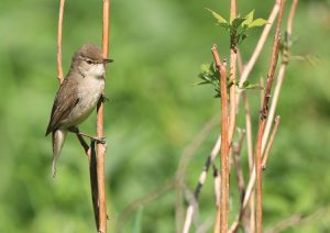 Blyth’s Reed Warbler, 布氏苇莺, Acrocephalus dumetorum-gallery-