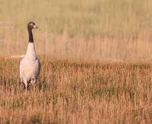 Black-necked Crane, 黑颈鹤, Grus nigricollis-gallery-