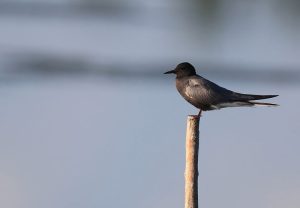 Black Tern, 黑浮鸥, Chlidonias niger-gallery-