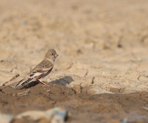 Mongolian Finch, 蒙古沙雀, Bucanetes mongolicus-gallery-