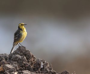 Citrine Wagtail, 黄头鹡鸰, Motacilla citreola-gallery-