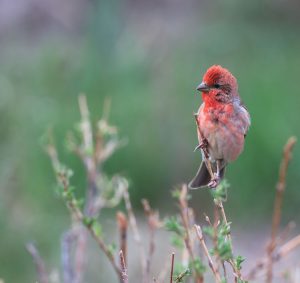 Common Rosefinch, 普通朱雀, Carpodacus erythrinus-gallery-