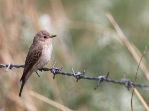 Spotted Flycatcher, 斑鹟, Muscicapa striata-gallery-