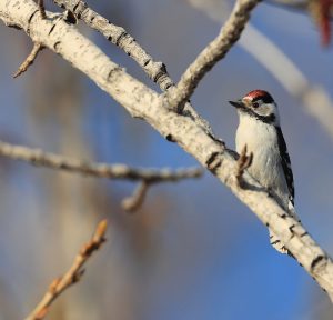 Lesser Spotted Woodpecker, 小斑啄木鸟, Dryobates minor-gallery-